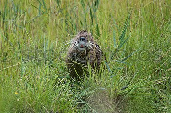 Similar – Image, Stock Photo pig Environment Nature