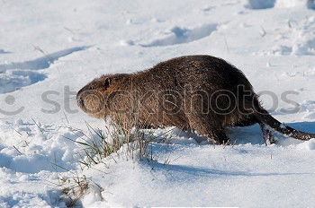 Similar – Foto Bild Schneegestöber Suche Hund
