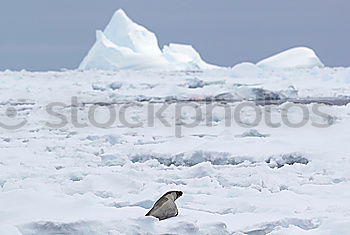 Whale swimming icy ocean