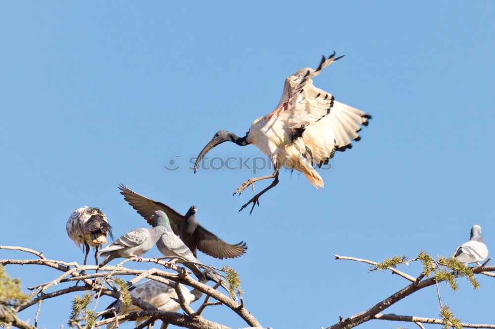 Similar – in pairs Bird Sparrow Tree