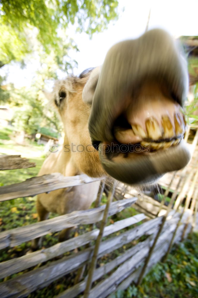 Image, Stock Photo another lick in the wall