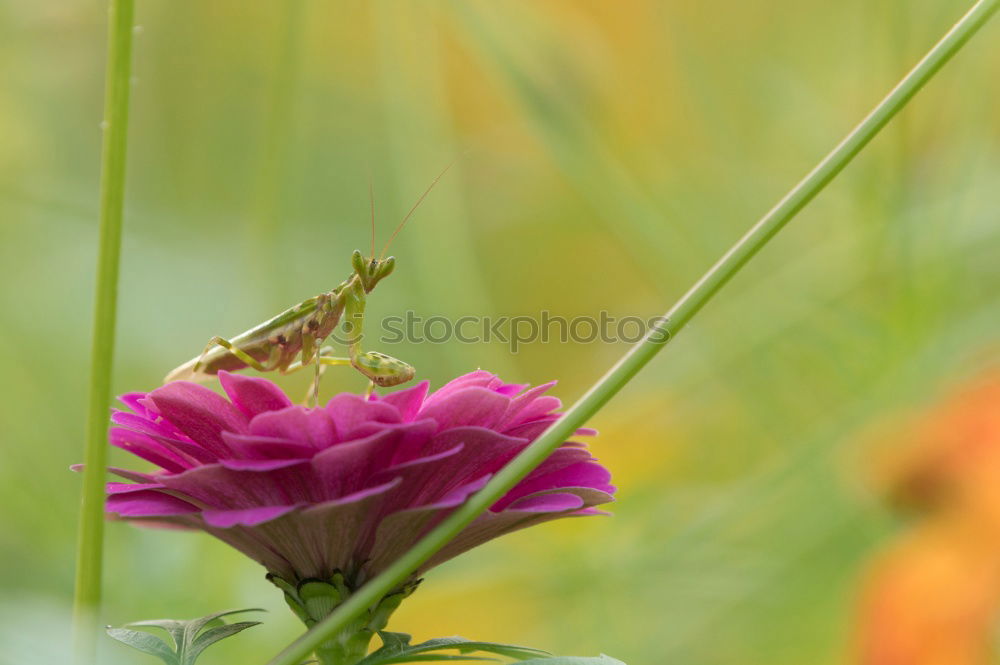 Similar – Bee on blossom Beautiful