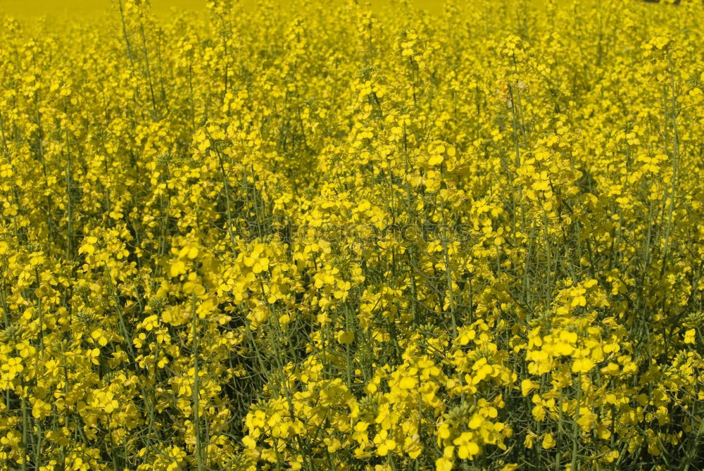 Similar – Peace in Rapsfeld I Canola