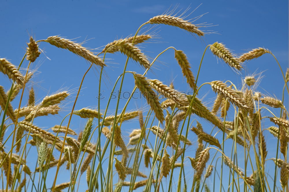 Similar – Image, Stock Photo rye facing Nature