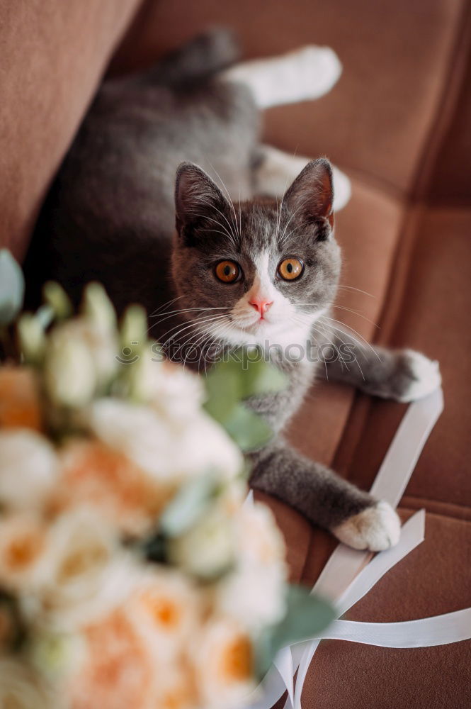 Similar – Image, Stock Photo Katze zwischen Blumen