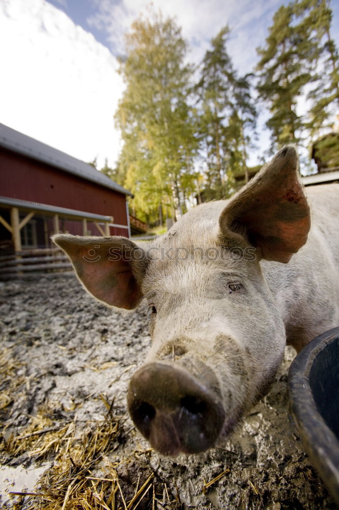 Similar – Image, Stock Photo lucky pig Swine Farm