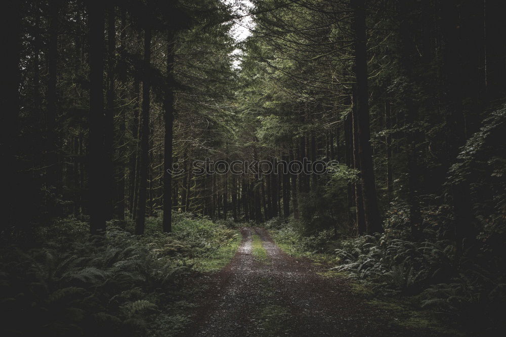 Image, Stock Photo Forest1 Coniferous trees