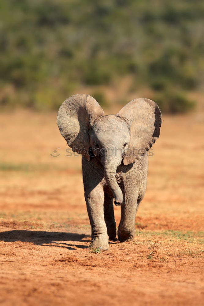 Similar – Image, Stock Photo # 842 Elephant Colossus