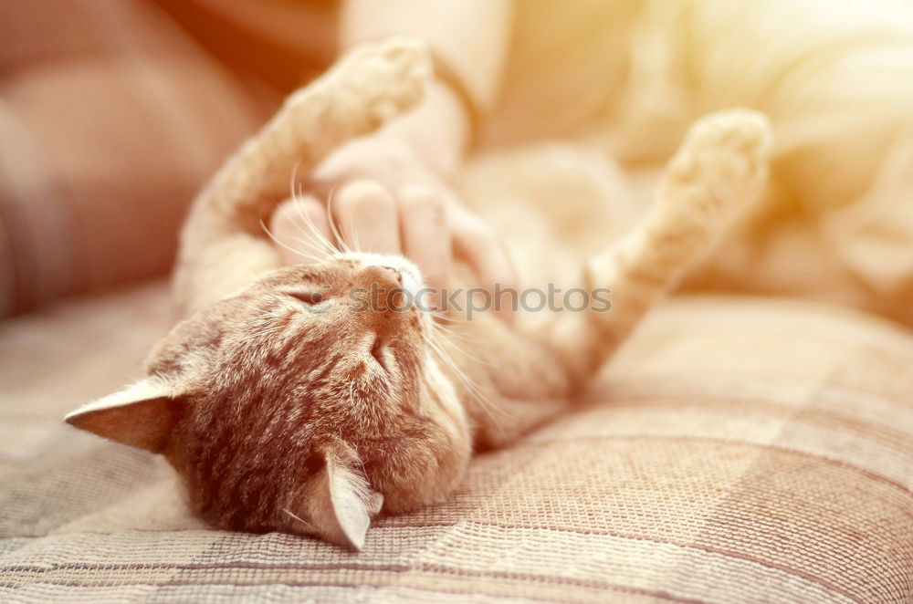 Similar – Cat cuddles with feet