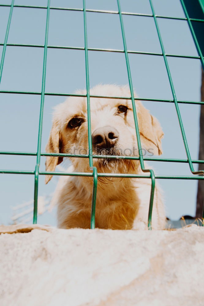 Similar – Obey the Basset Hund Tier