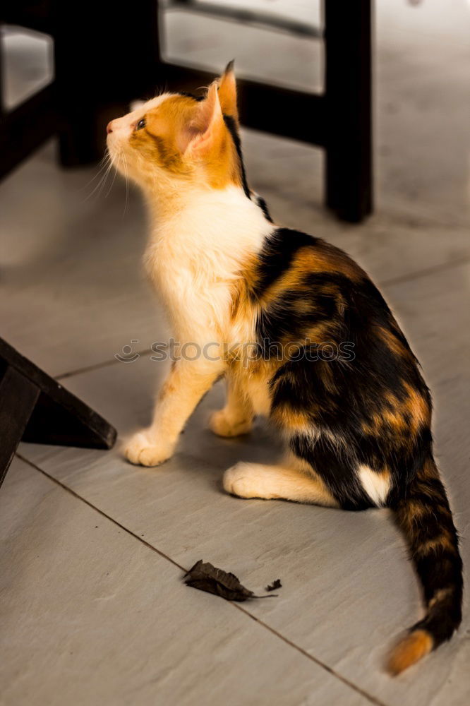 Similar – Image, Stock Photo cats… Animal Pet Cat