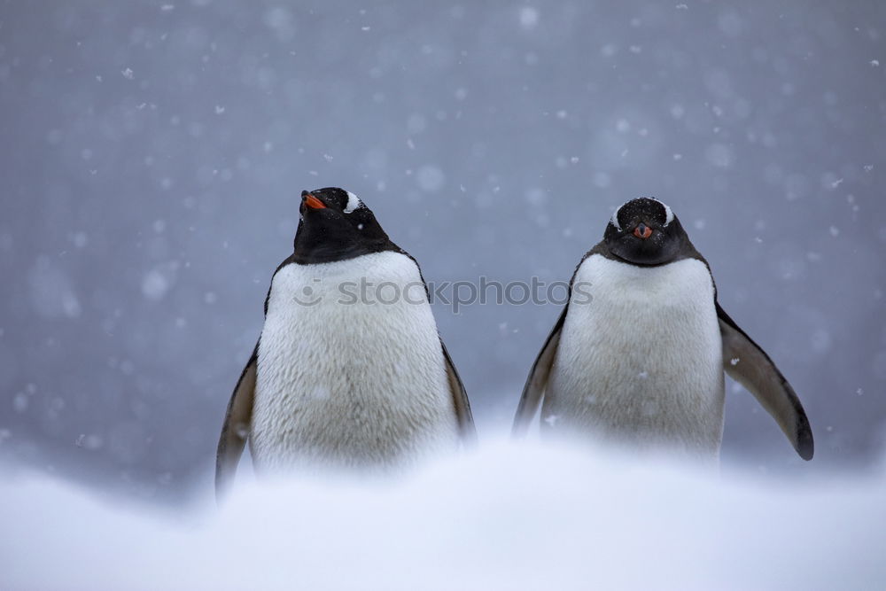 Similar – Penguin near the sea Coast