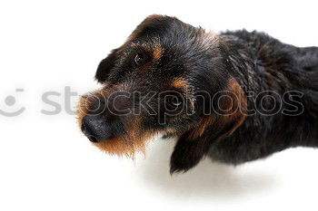 Similar – Image, Stock Photo Young Australian Shepherd puppy