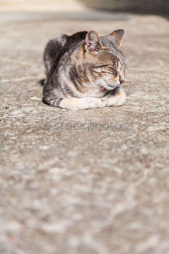 Similar – Siesta Tier Haustier Katze