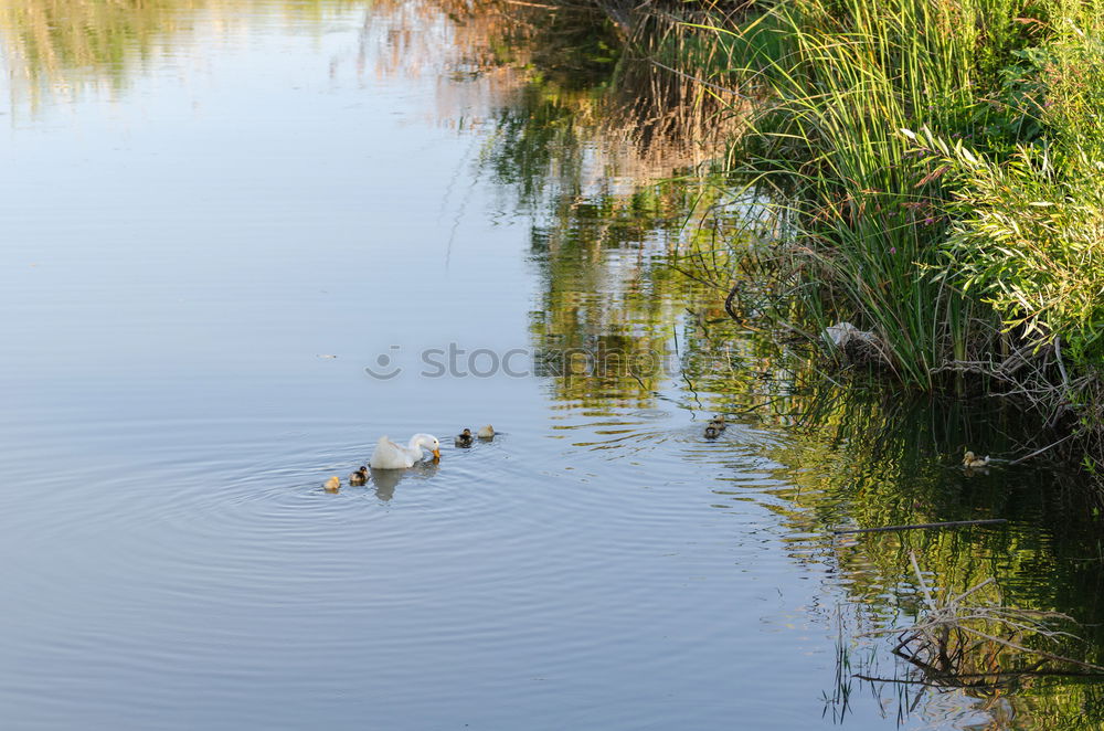 Similar – Image, Stock Photo Animal bathing fun. Nature