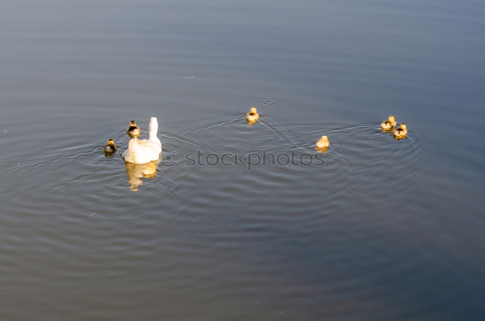 Similar – Image, Stock Photo family trip River Animal