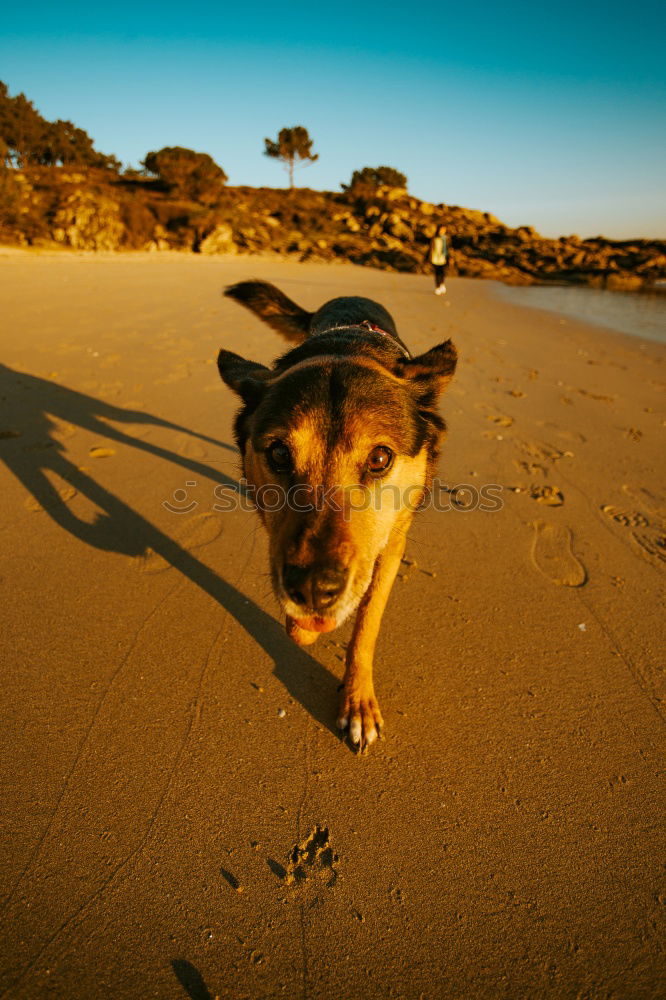 Similar – Funny dog on beach Dog