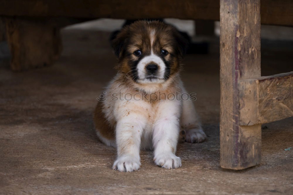 Similar – Image, Stock Photo Animal Animal face 1 Herd