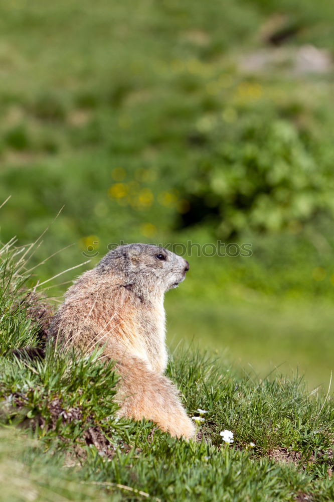 Similar – Image, Stock Photo hare and hare and hare