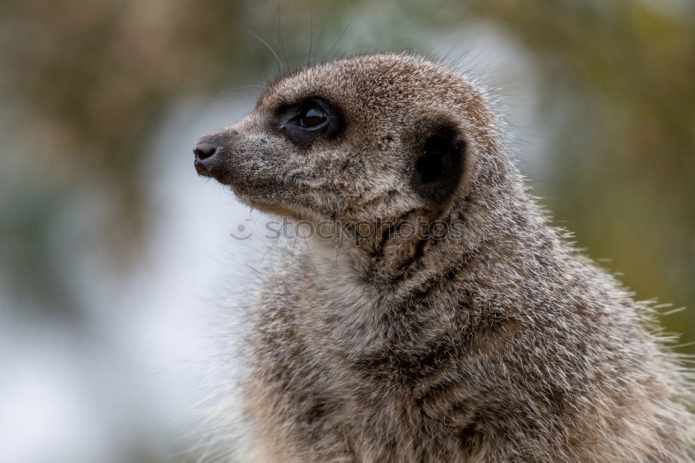 Similar – vigilant (Suricata suricatta N°2)