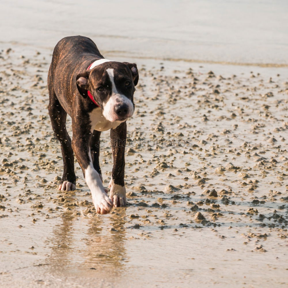 Similar – Image, Stock Photo Boston Terrier on the beach