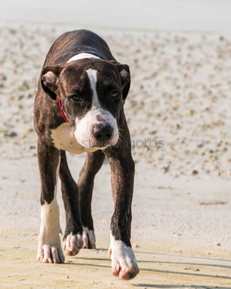 Similar – Image, Stock Photo Boston Terrier on the beach