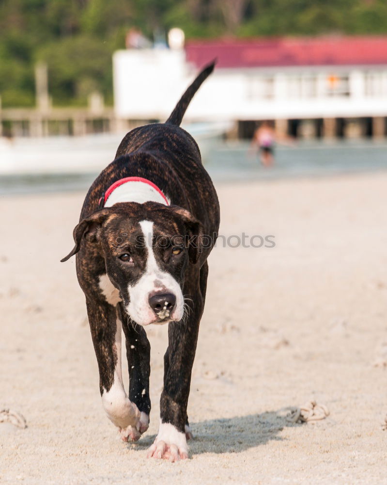 Similar – Image, Stock Photo Puppy at the beach of Kalpitiya, Sri Lanka