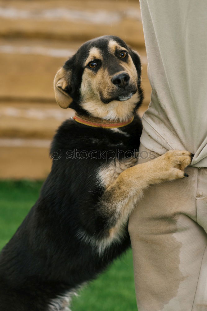 Similar – Image, Stock Photo cats… uh… dog linen