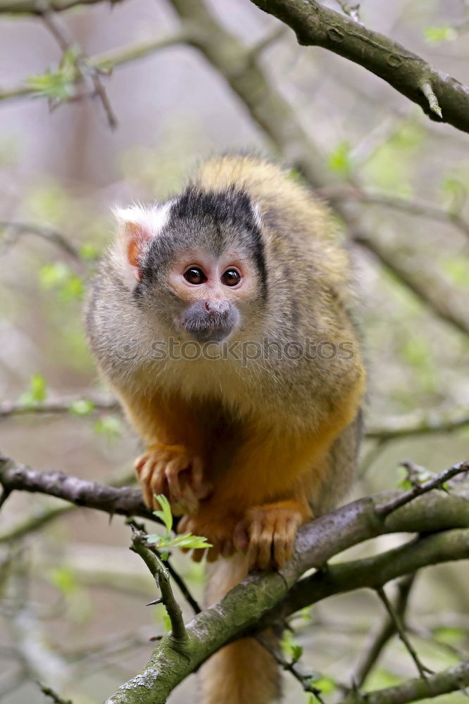 Similar – Image, Stock Photo RATatouille II Nature