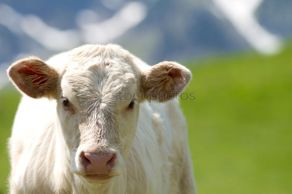 Similar – Image, Stock Photo Alps cow Landscape Clouds