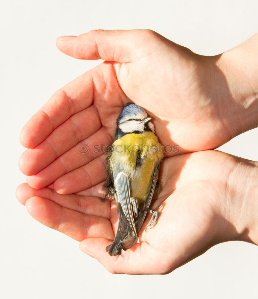 Similar – Image, Stock Photo Three Human being Hand