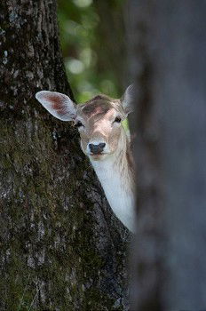 Similar – Image, Stock Photo Graceful fallow deer in woods