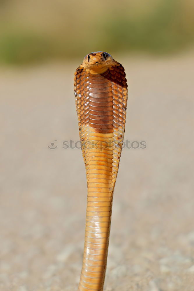 Similar – Nackte Schnecke oder Nacktschnecke