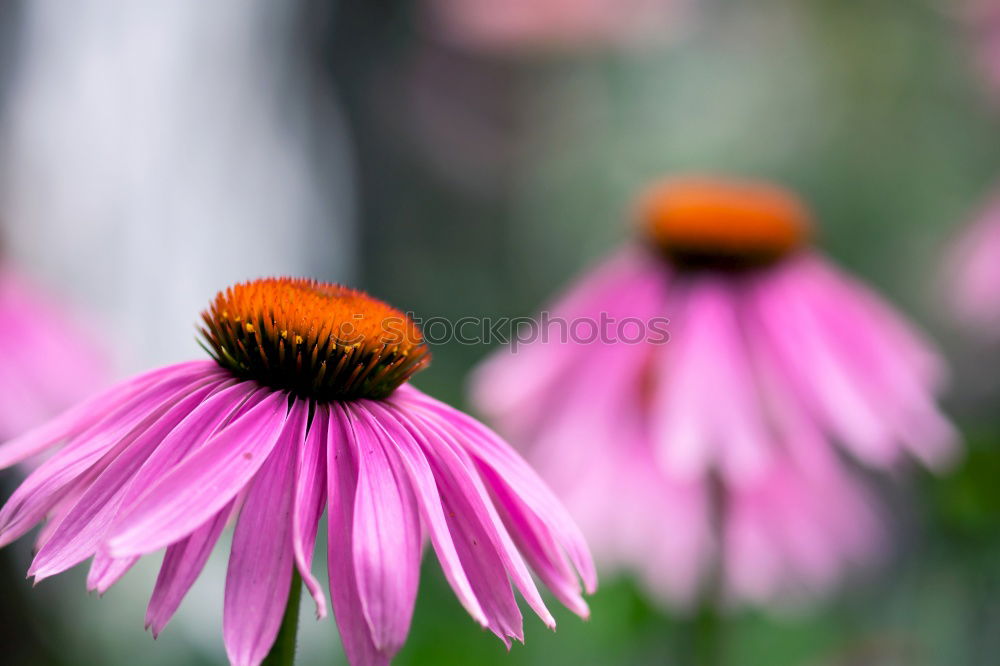 Similar – Bee on blossom Honey bee