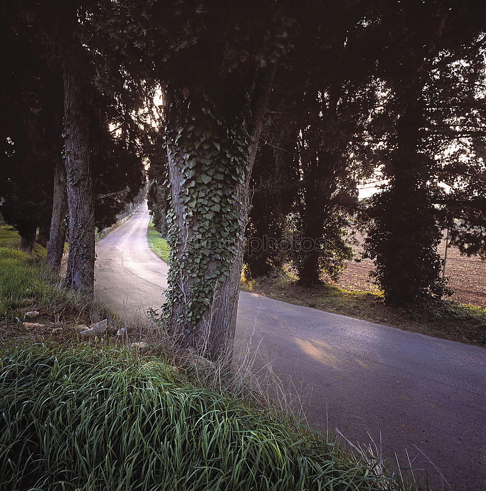 Similar – nebelsonne Nebel Baum