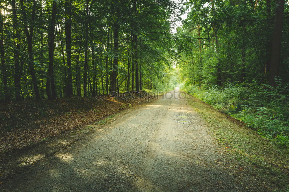 Similar – forest path Nature