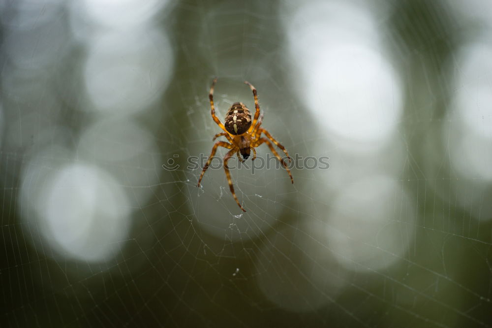 Spinne Unschärfe Balkon