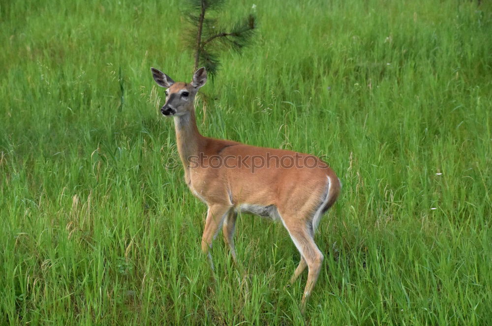 Similar – Image, Stock Photo back Environment Nature