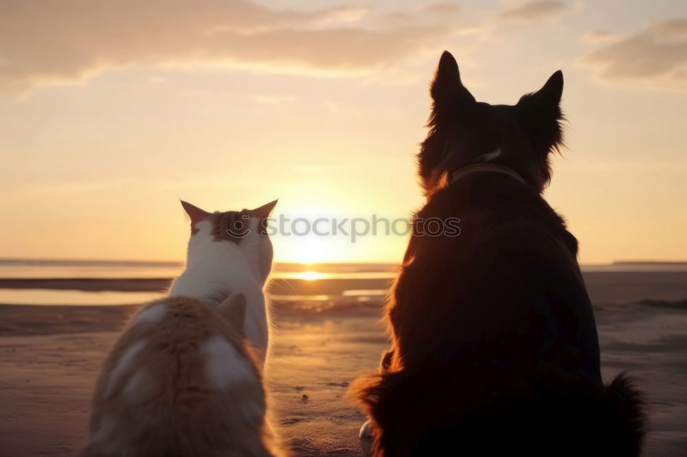 Dogs running near waving sea