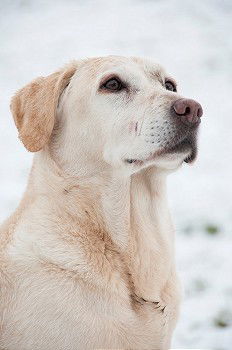 Similar – Image, Stock Photo Ears in the storm Dog Pelt