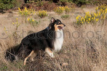 Similar – Image, Stock Photo A gray and white young Australian Shepherd dog with black and light brown spots stands on his paws and looks to the right against a blurred background.