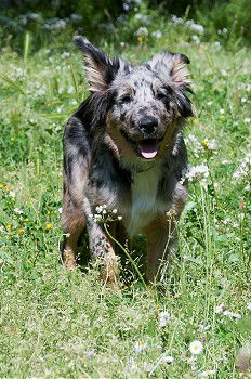 Similar – Image, Stock Photo flutter tube Hound Dog