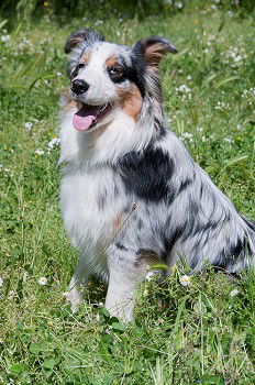 Image, Stock Photo A gray and white young Australian Shepherd dog with black and light brown spots stands on his paws and looks to the right against a blurred background.