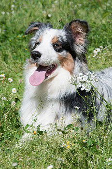 Similar – Beautiful black and white Border Collie dog