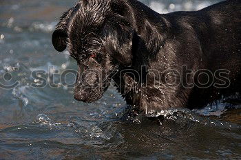 Similar – Funny dog sitting on beach