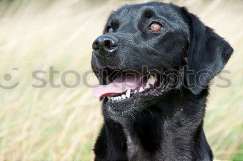 Similar – Image, Stock Photo Silverbacked Dogs Animal 1