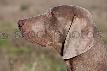 Similar – hunt Dog Hunting Hound