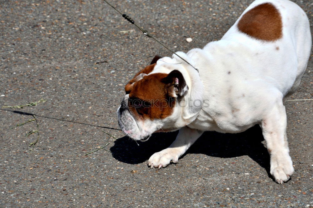 Similar – Meggloff Dog Beagle