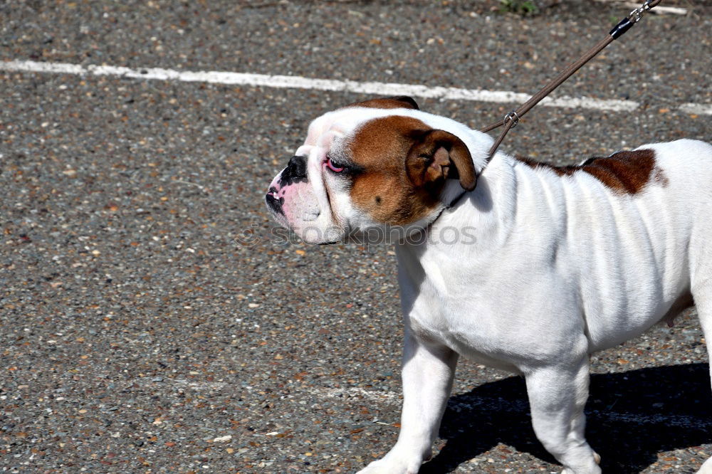 Similar – Meggloff Dog Beagle