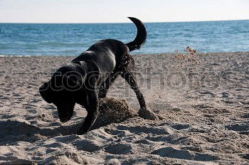 Funny dog on beach Dog